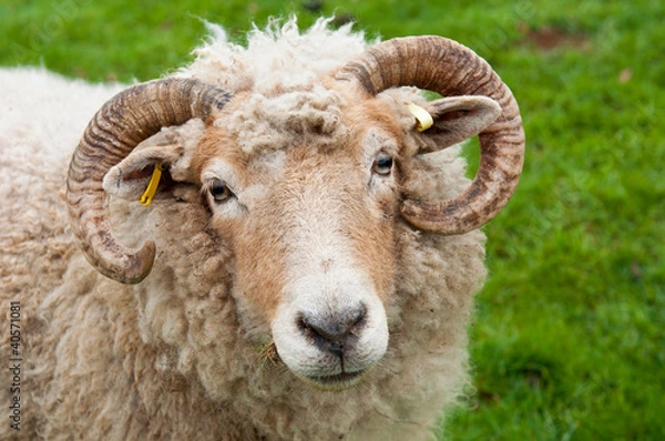 Obraz Sheep with horns