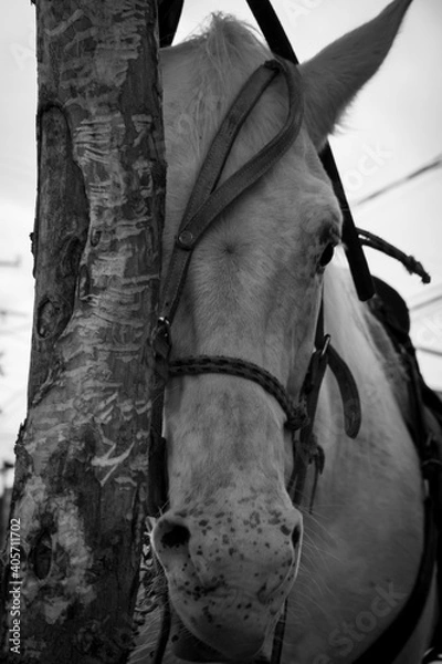 Fototapeta Caballo infeliz