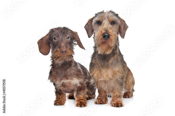Obraz Two miniature Wire-haired dachshund dogs