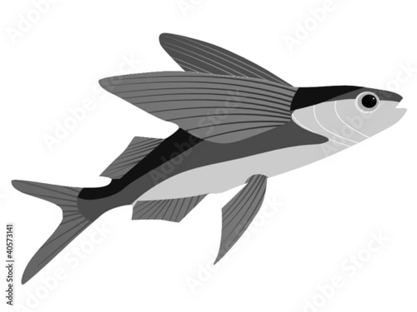 Obraz flying fish