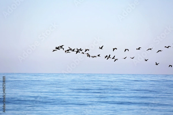 Fototapeta A flock of migrating birds in the sky above the sea. Seasonal migration of birds. Soft selective focus.