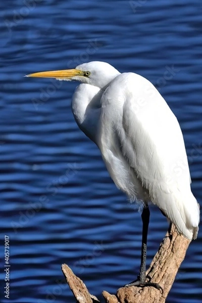 Fototapeta A single Great egret in breeding colors waiting for it's companion.








































