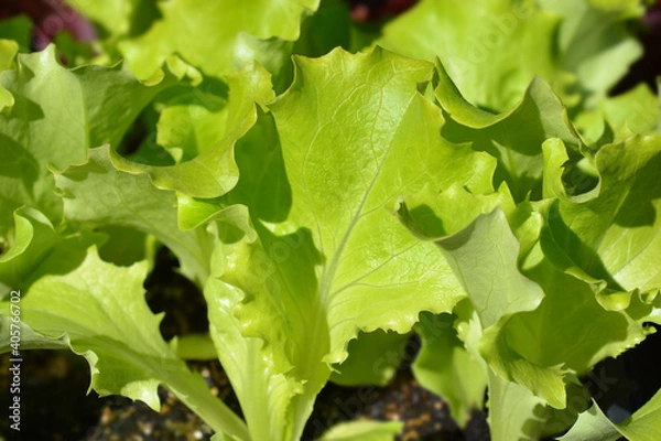 Fototapeta Lettuce