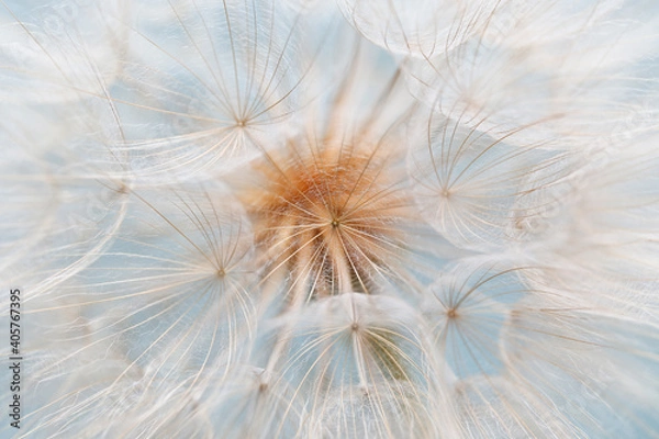 Obraz dandelion goatbeard on turquoise background