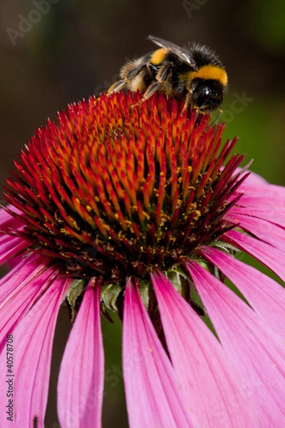 Obraz Pink Echinacea flower