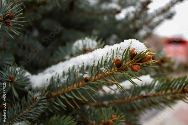 Fototapeta Snow on a pine tree branch. Beautiful nature background.