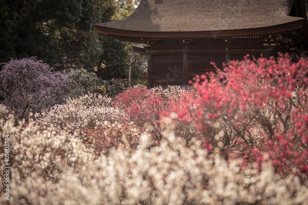 Obraz 大阪府 道明寺天満宮 梅園