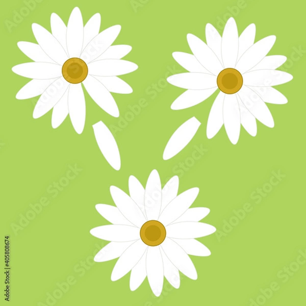 Fototapeta Vector illustration with three chamomiles with petals on a green background as a design element for textile, wallpaper, print, poster, postcards