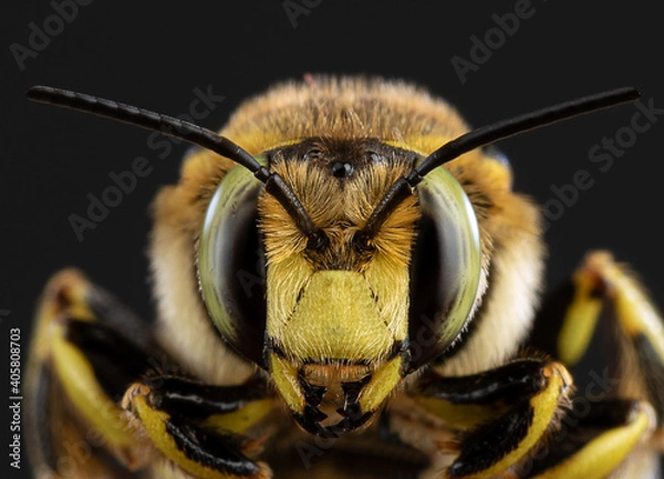 Obraz bee close-up on a dark background