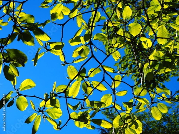 Fototapeta OLYMPUS DIGITAL CAMERA