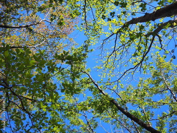 Fototapeta OLYMPUS DIGITAL CAMERA