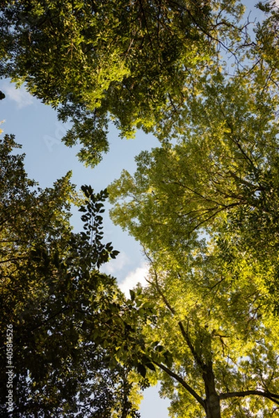 Fototapeta The tops of the trees against the sky. Autumn forest.