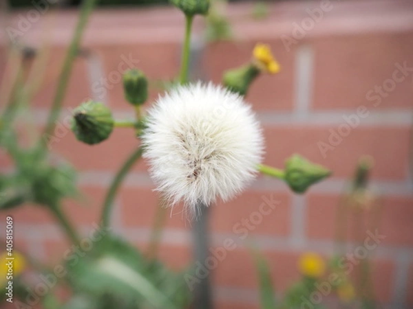 Fototapeta OLYMPUS DIGITAL CAMERA