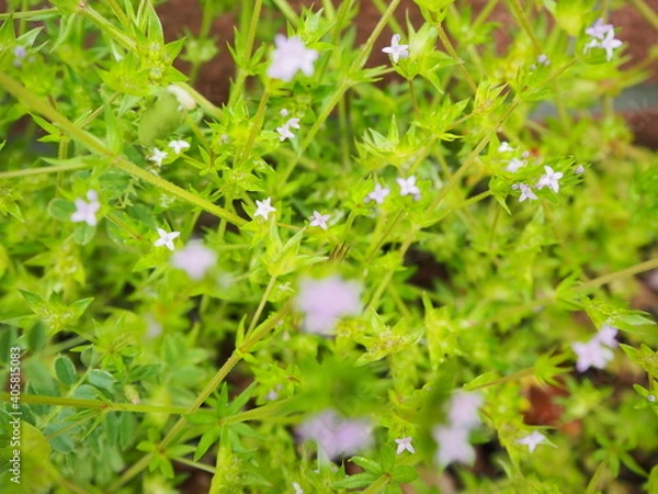 Fototapeta OLYMPUS DIGITAL CAMERA