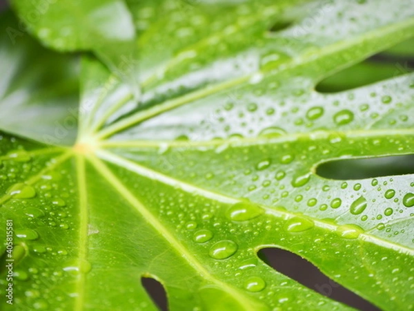 Fototapeta OLYMPUS DIGITAL CAMERA