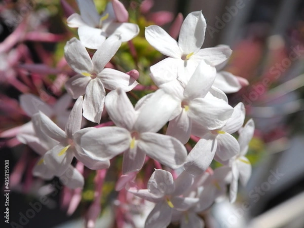 Fototapeta OLYMPUS DIGITAL CAMERA