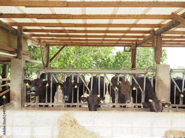 Fototapeta OLYMPUS DIGITAL CAMERA