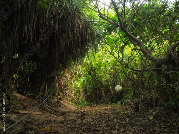 Fototapeta OLYMPUS DIGITAL CAMERA