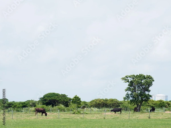 Fototapeta OLYMPUS DIGITAL CAMERA