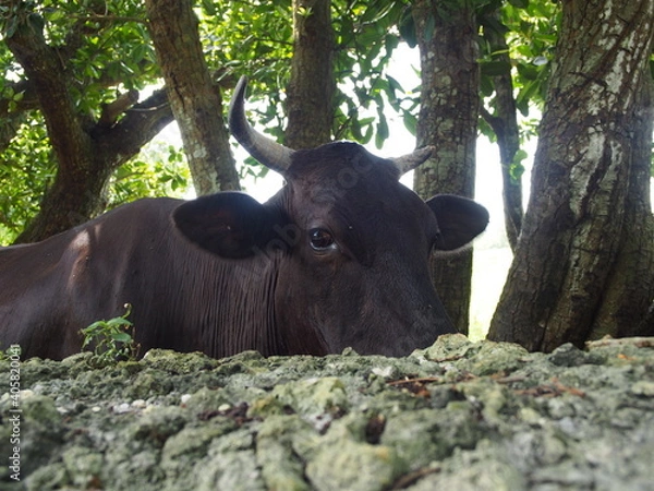 Fototapeta OLYMPUS DIGITAL CAMERA