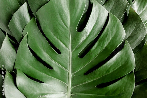 Fototapeta Background, Texture made of tropical palm leaves Monstera. Flat lay, top view.