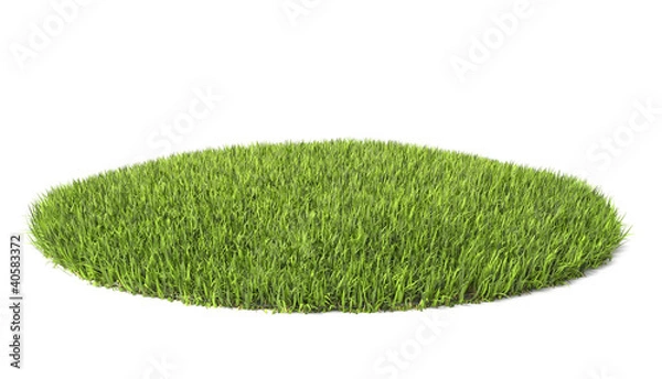 Obraz fresh grass on white background