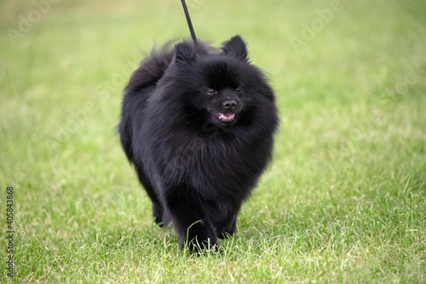 Fototapeta German Spitz Klein
