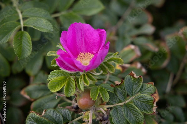 Obraz pink and yellow flower