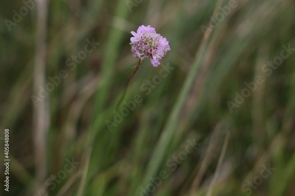 Obraz flower in the grass