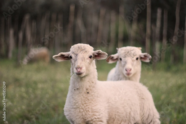 Obraz Dois cordeiros na natureza