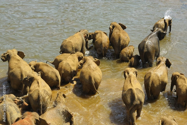 Obraz Elefanten beim Baden