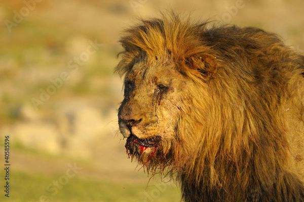 Obraz verwundeter Löwe - verlorener Kampf