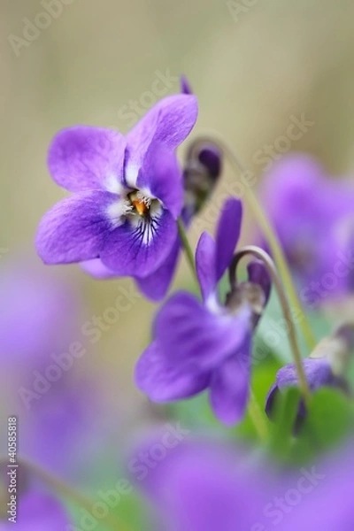 Fototapeta Duftveilchen
