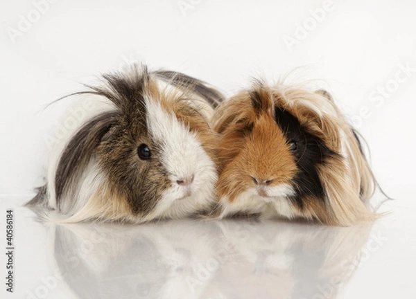 Obraz Guinea pig