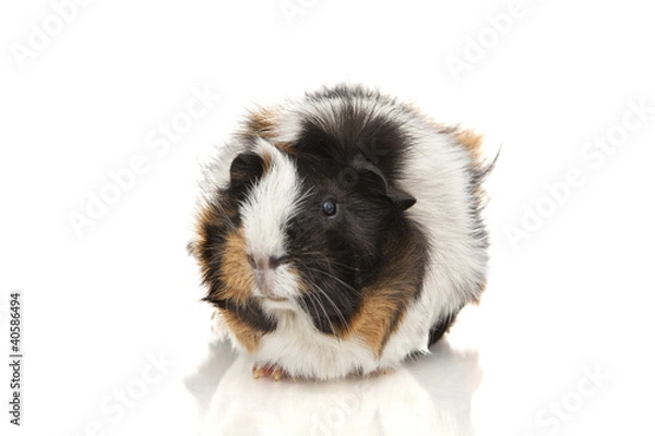 Obraz Guinea pig