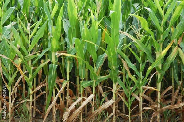 Obraz Cornstalks, close up