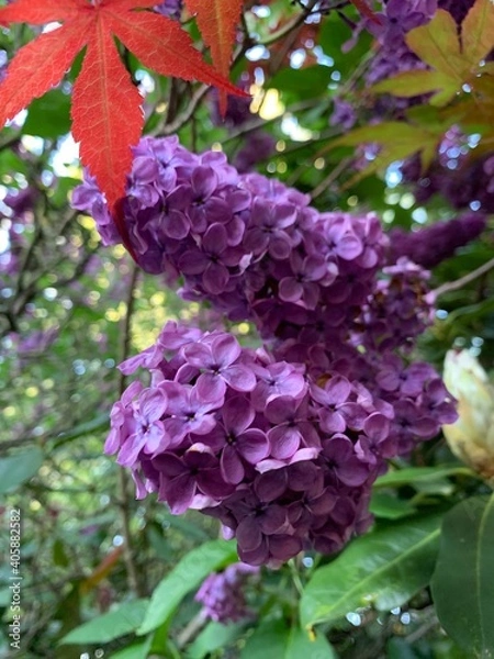 Fototapeta violet flowers