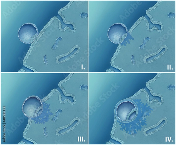 Obraz Einnistung der Eizelle, Darstellung  in 4 Phasen
