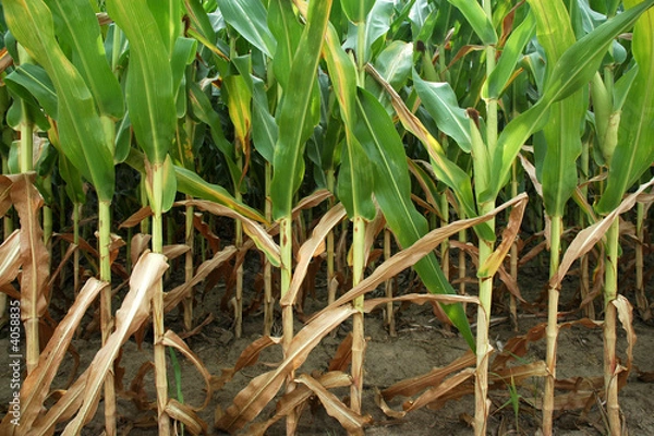Obraz Summer Cornstalks