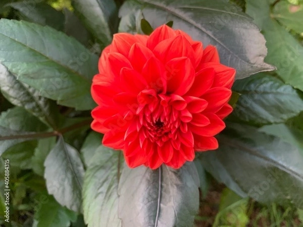 Obraz red dahlia flower