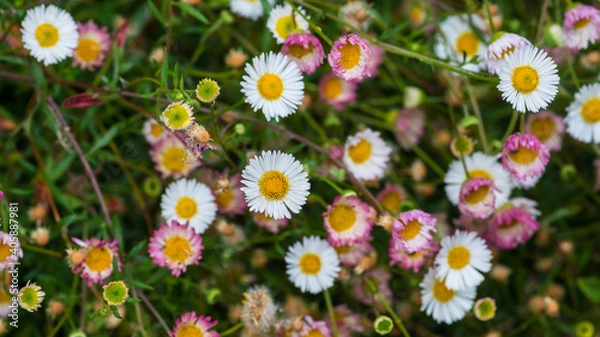 Obraz Erigeron States