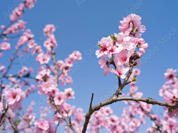 Obraz Gimmeldingen an der Weinstraße