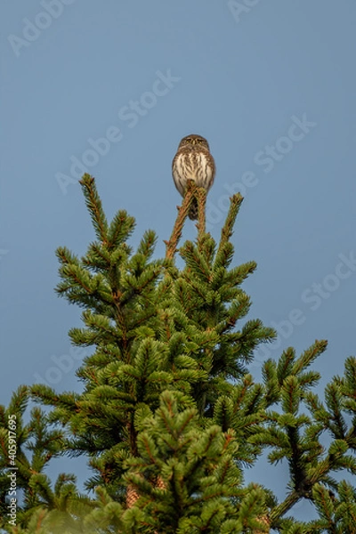 Fototapeta Eurasian Pygmy Owl  on the top of a spruce