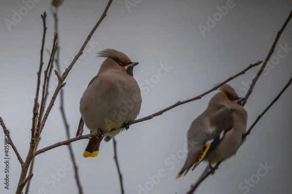 Fototapeta Bohemian Waxwings sitting in a tree