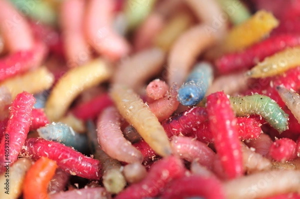 Fototapeta macro maggots