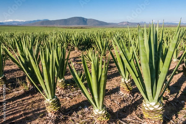 Obraz Sisal plantation
