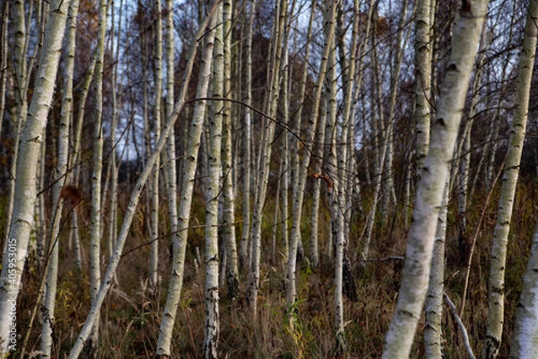 Fototapeta birch forest without leaves in autumn