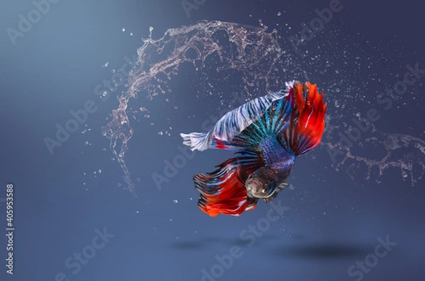 Obraz Red and blue Betta fish, siamese fighting fish swimming in the water and water splashing with its bubbles, isolated on color background. 