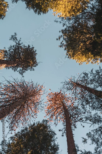 Obraz autumn trees in the forest