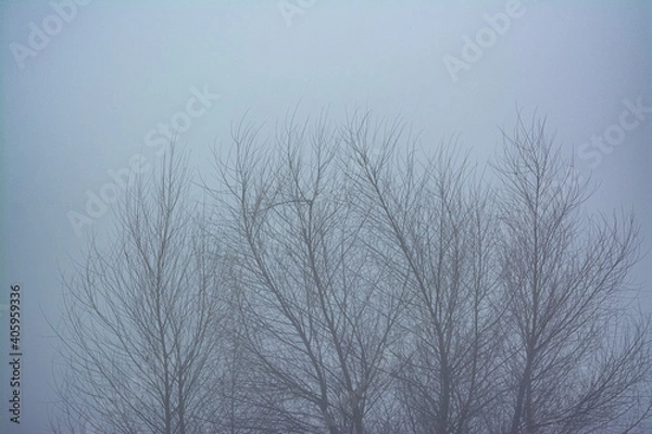 Obraz trees in fog
